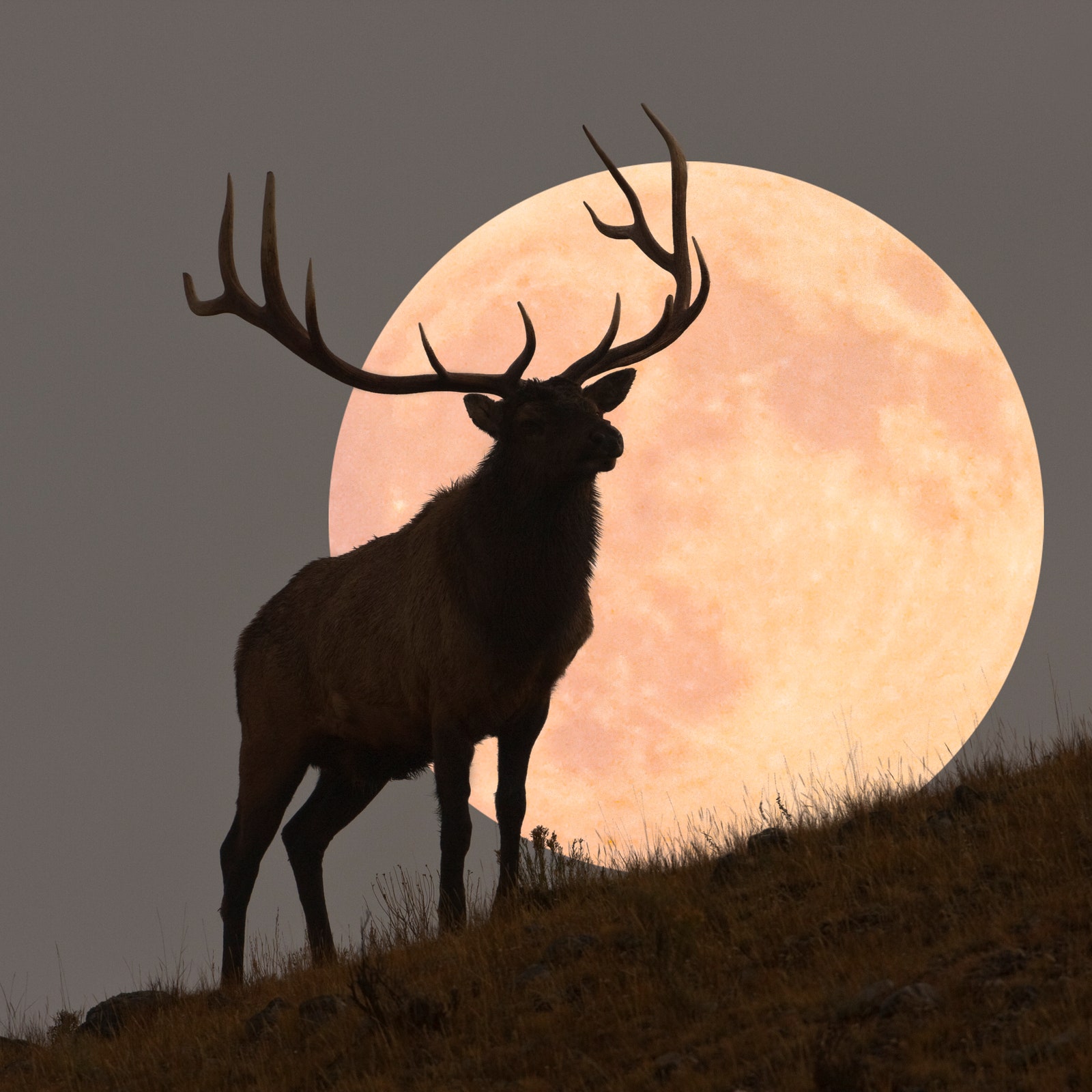 Luna Piena del Cervo, 21 luglio 2024: relazioni sotto pressione