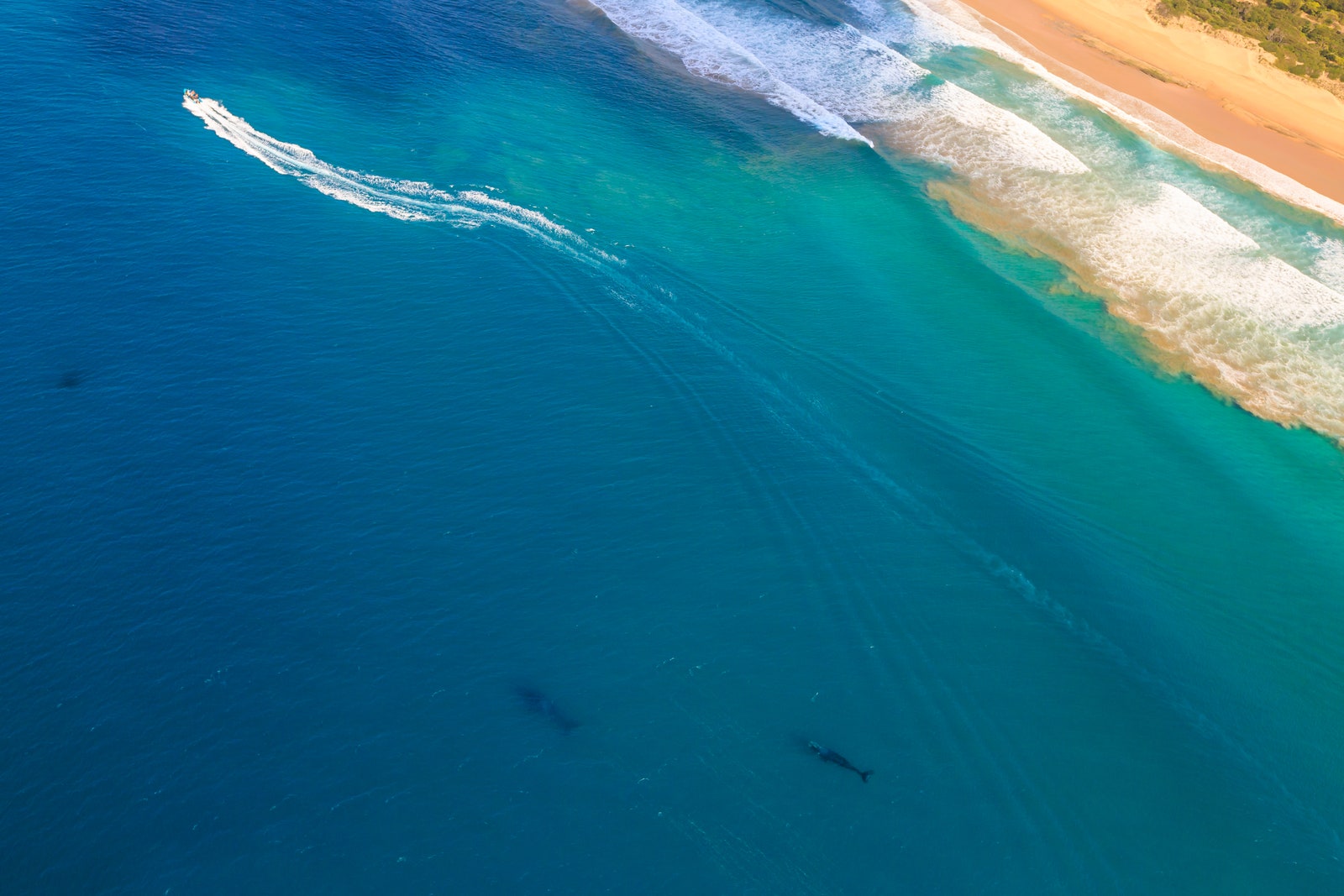 Aerial view of whale watching during migration between June and November in winter season. St Lucia iSimangaliso Wetland...