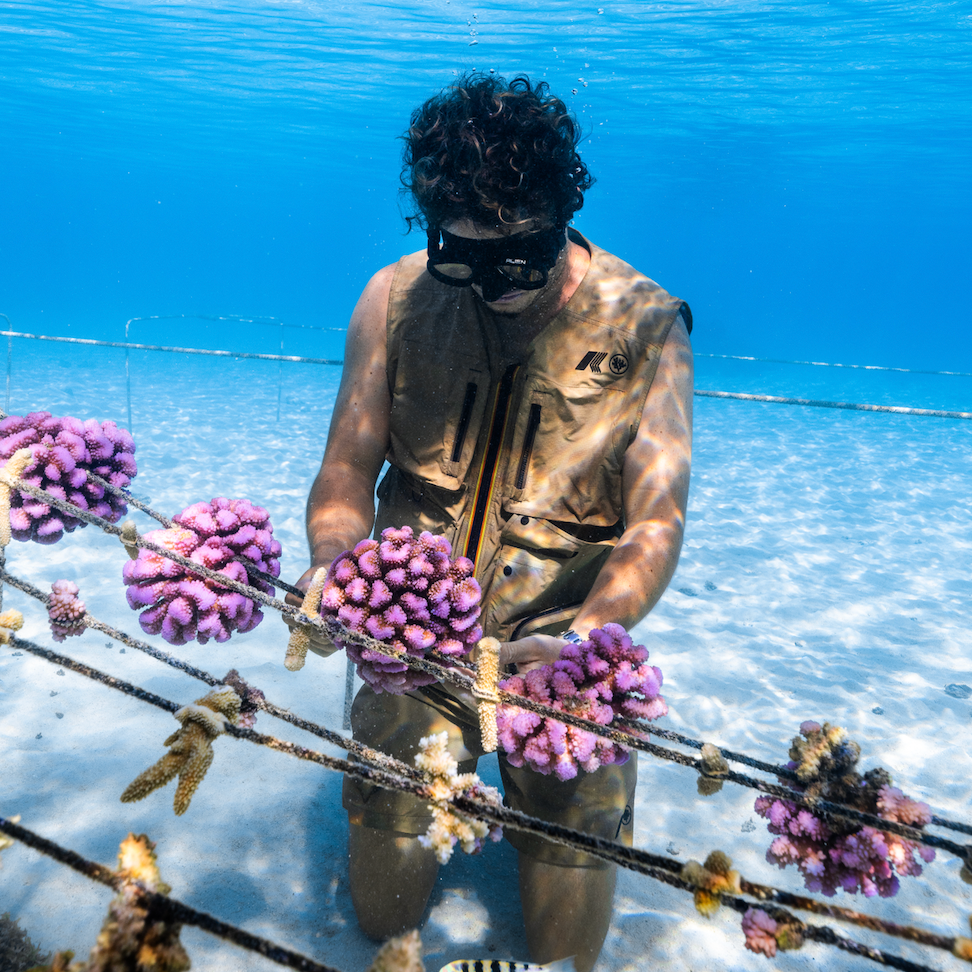 Avete mai provato a coltivare coralli? Coral Gardeners e il giardinaggio in mare raccontato da Titouan Bernicot