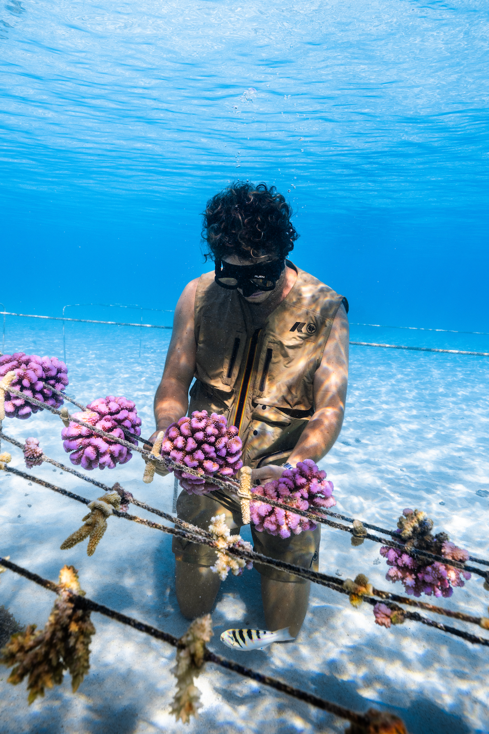 coral gardeners