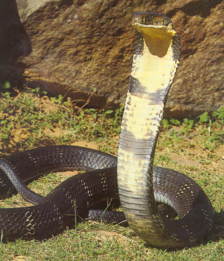 King cobra in mountain portrait.