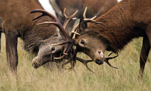 Two deer battling in a field, displaying dominance and status.