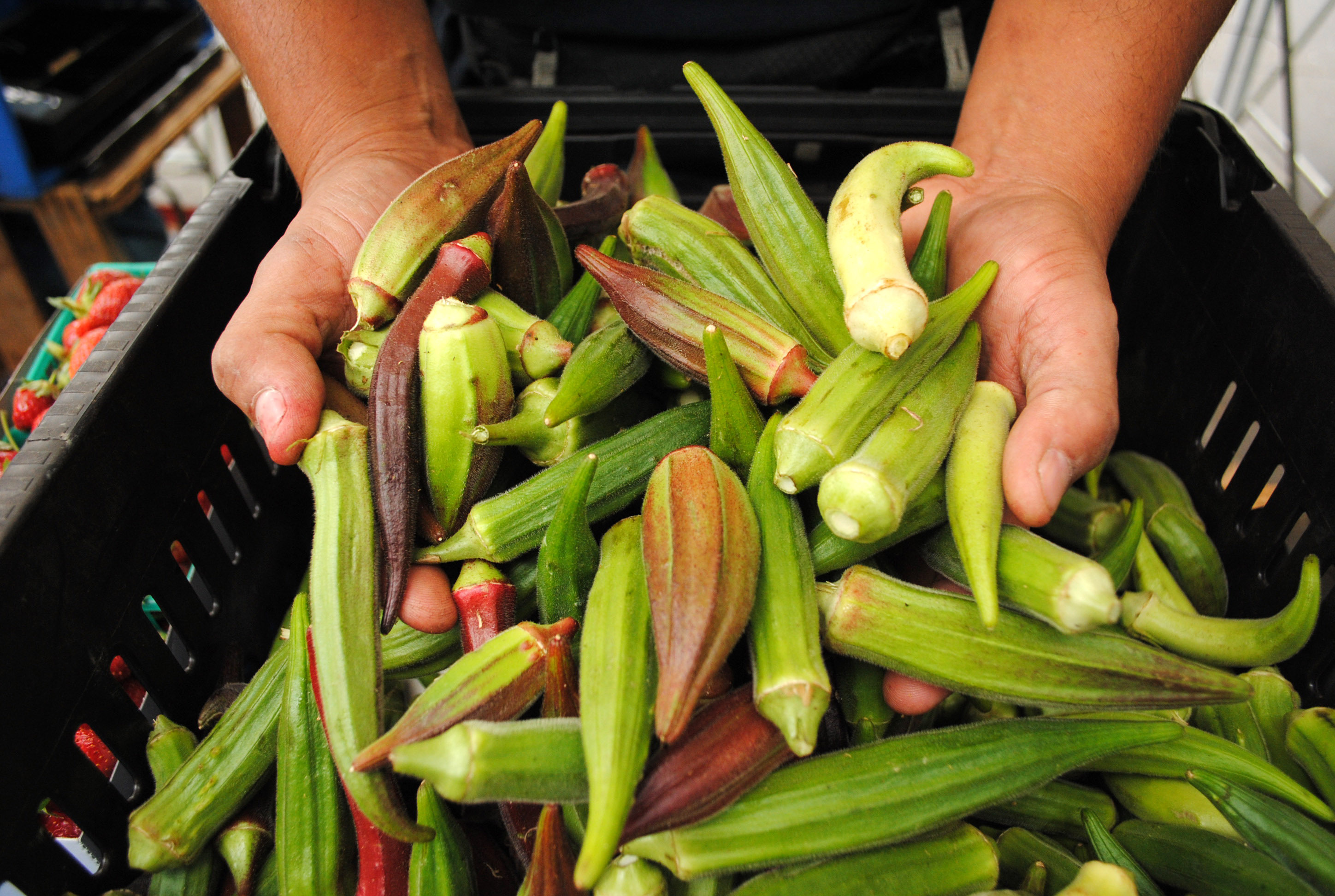 A crate of okra with two hands holding up the vegetables.