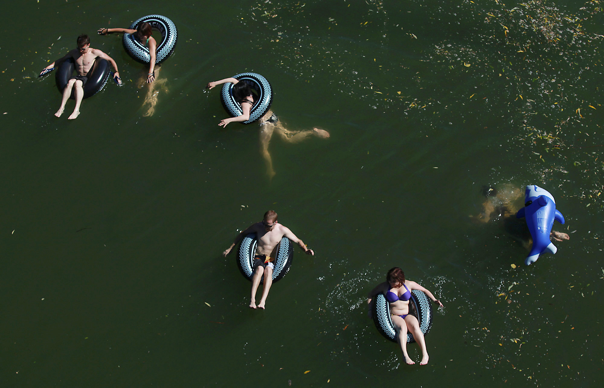 Five people are floating on round inflatable tubes in a body of water, and one person is seen underwater using an inflatable dolphin. The water has some leaves and debris.