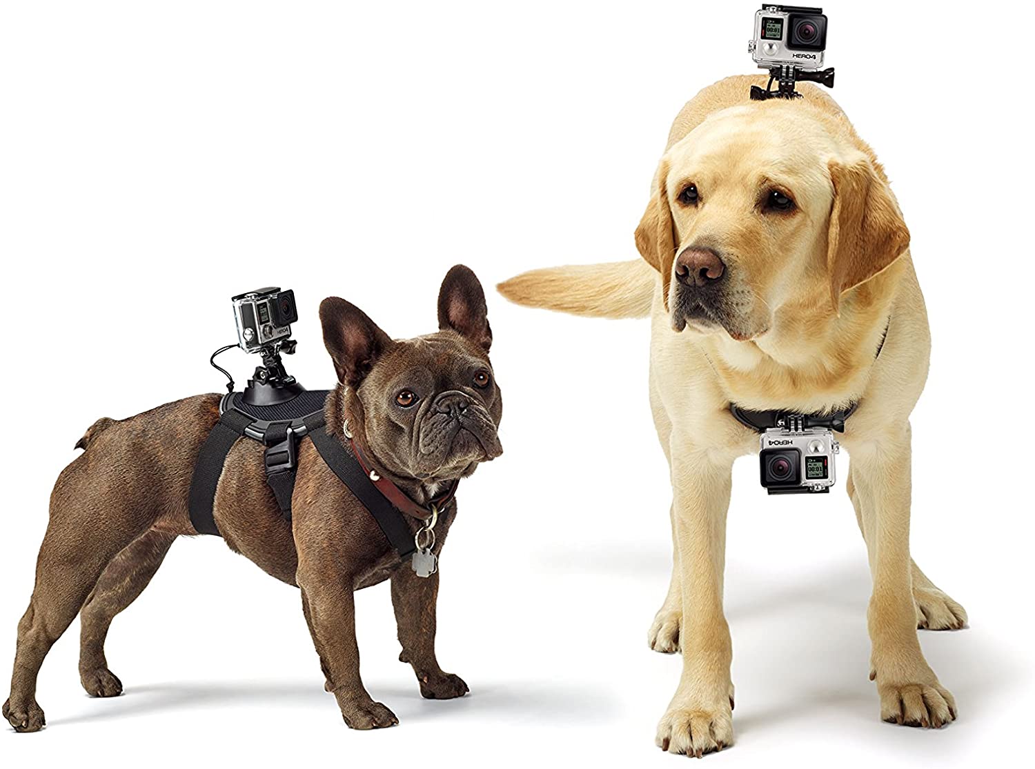 GoPro Fetch Dog Harness