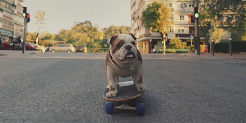 Hund auf einem Skateboard