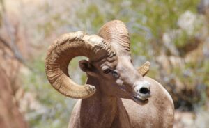 Male big horn sheep eyes the camera showing off its big curled horns, and almost looks like he's smiling!