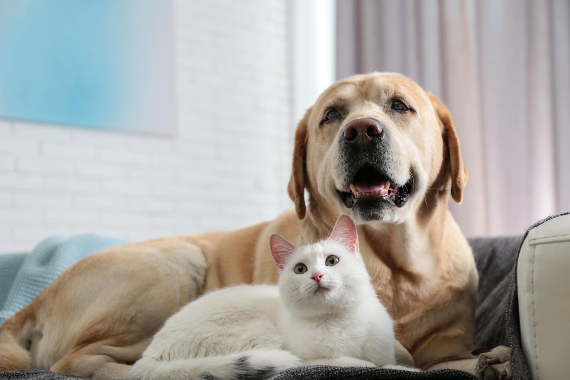 healthy white cat and golden dog laying together on a sofa indoors looking happy to be next to each other