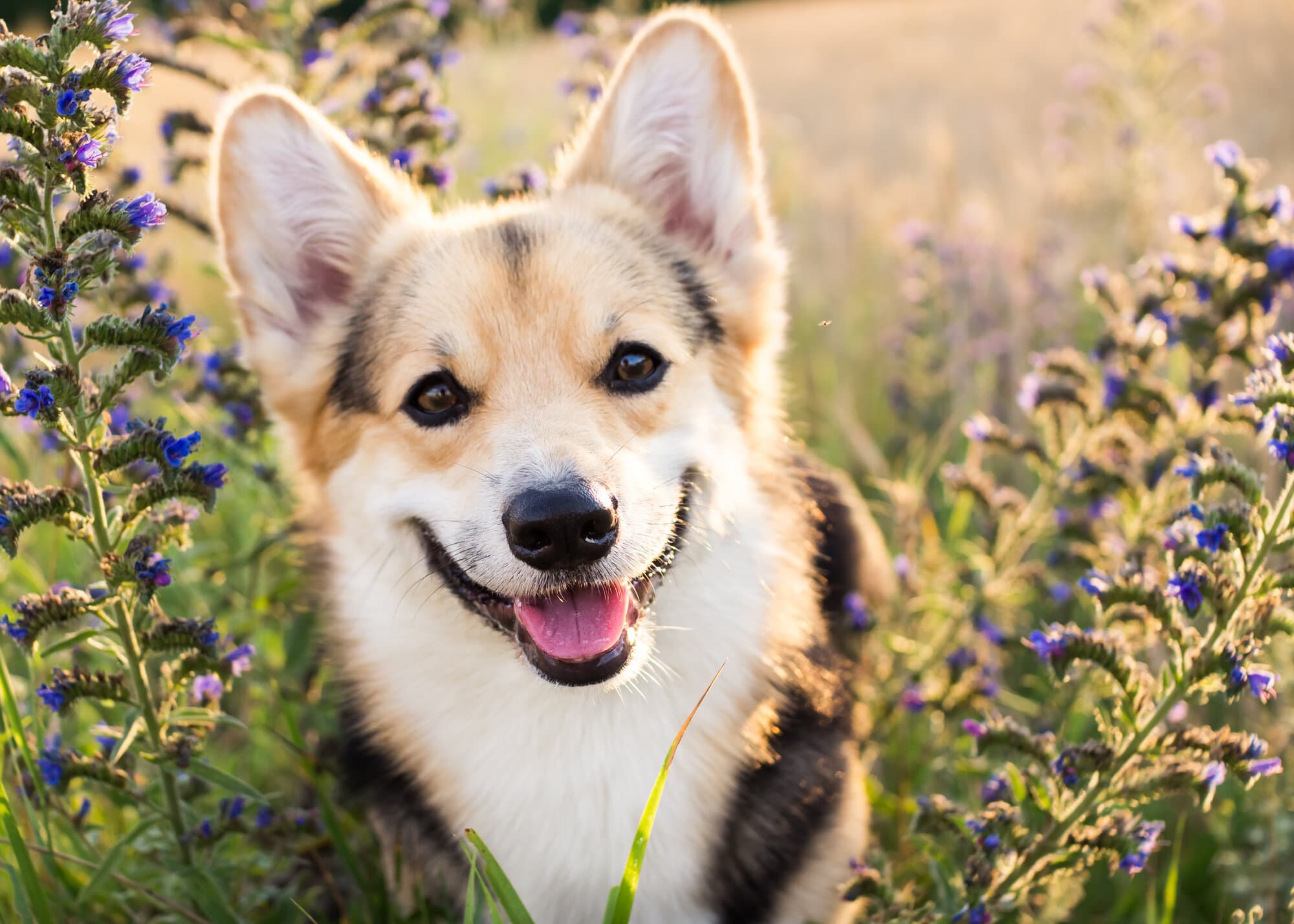 A corgi looking and smiling at the camera sitting in a field with purple flowers and green grass