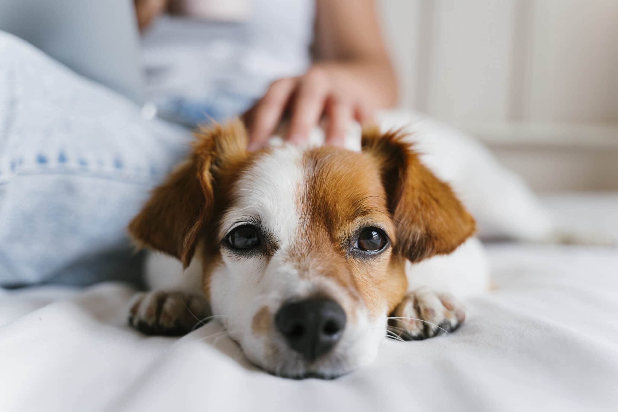 Dog laying on the bed with a person rubbing the dog's head