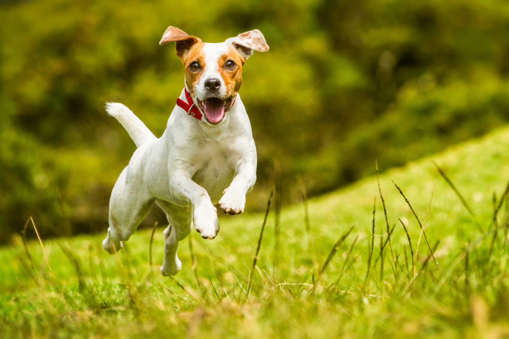Jack Russell Parson Terrier jumping up in the air