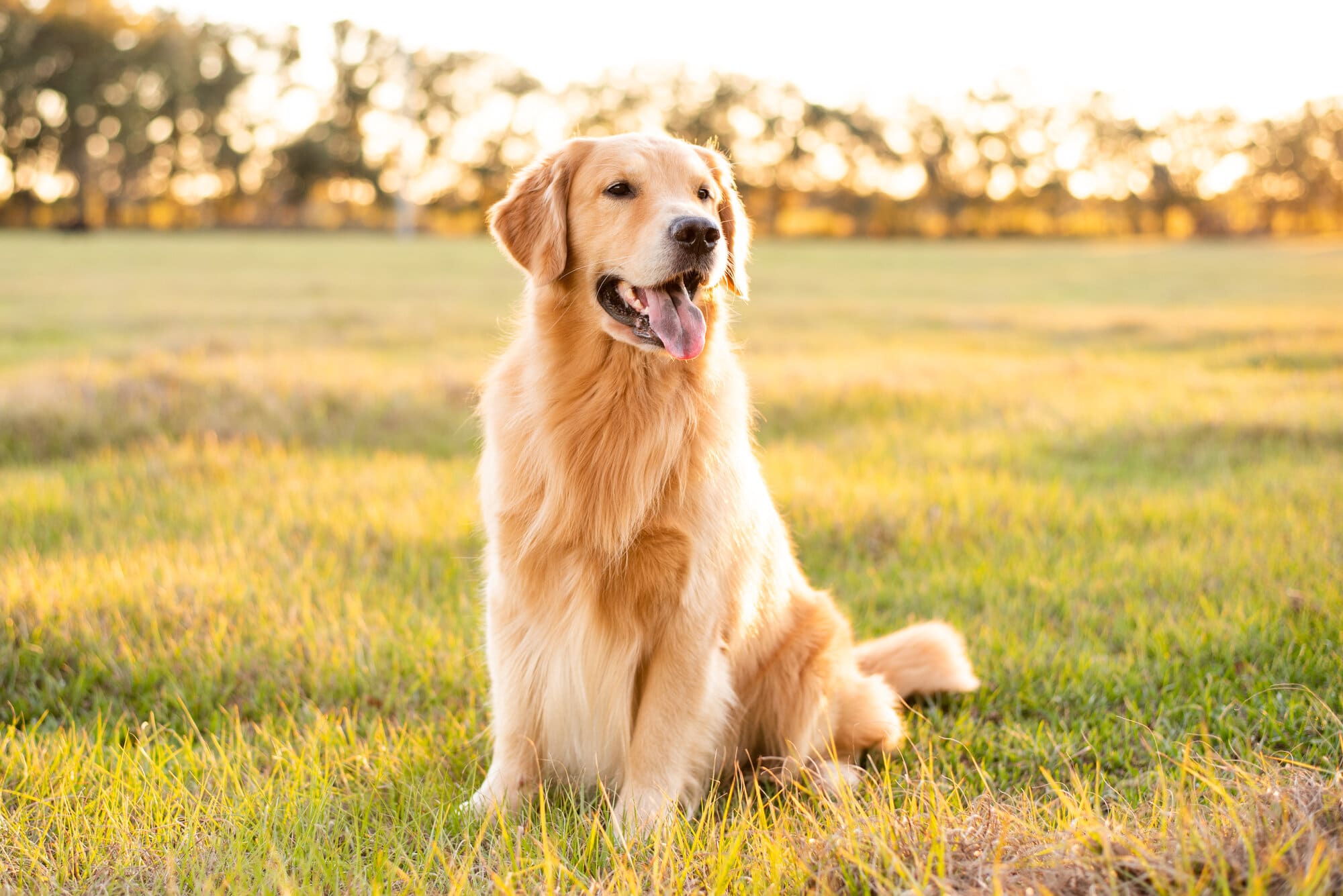 A golden retriever dog citing in a field smiling looking away with golden sun lighting