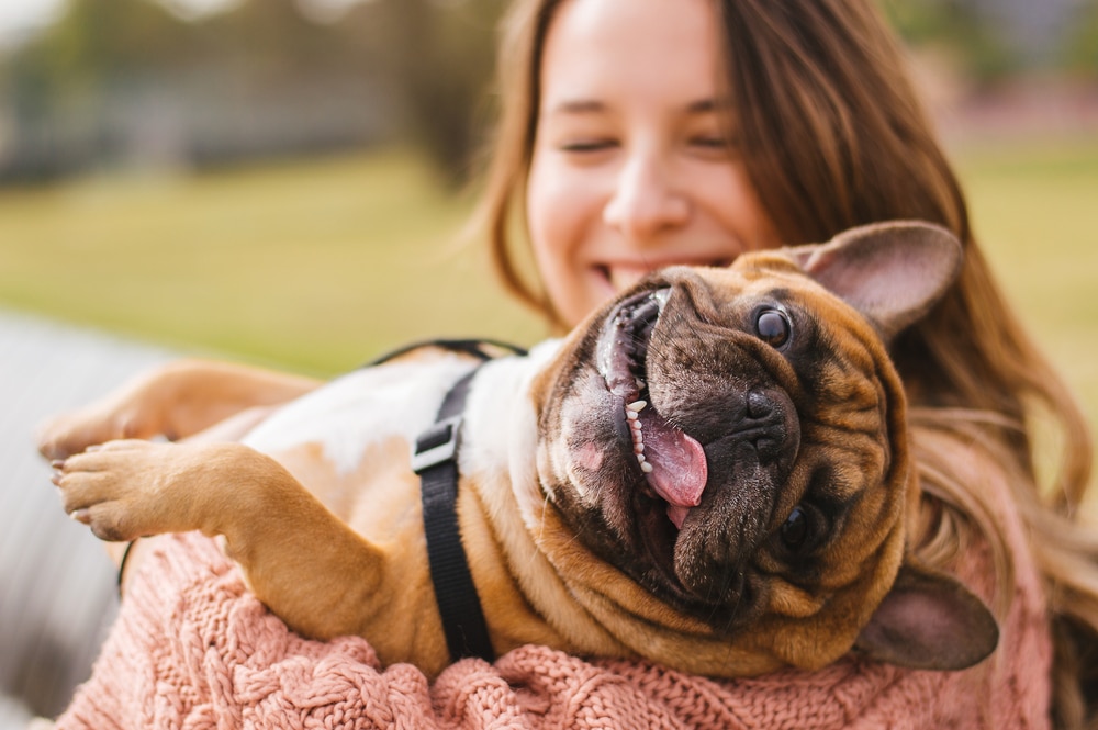 Pet owner holder her french bulldog that is smiling with its tongue out