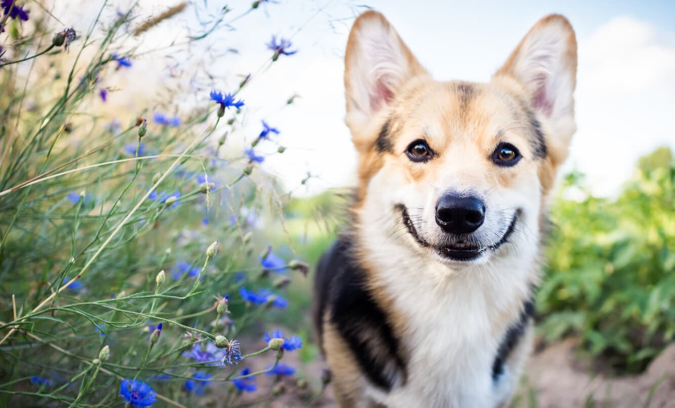 Welsh Corgi dog in a field