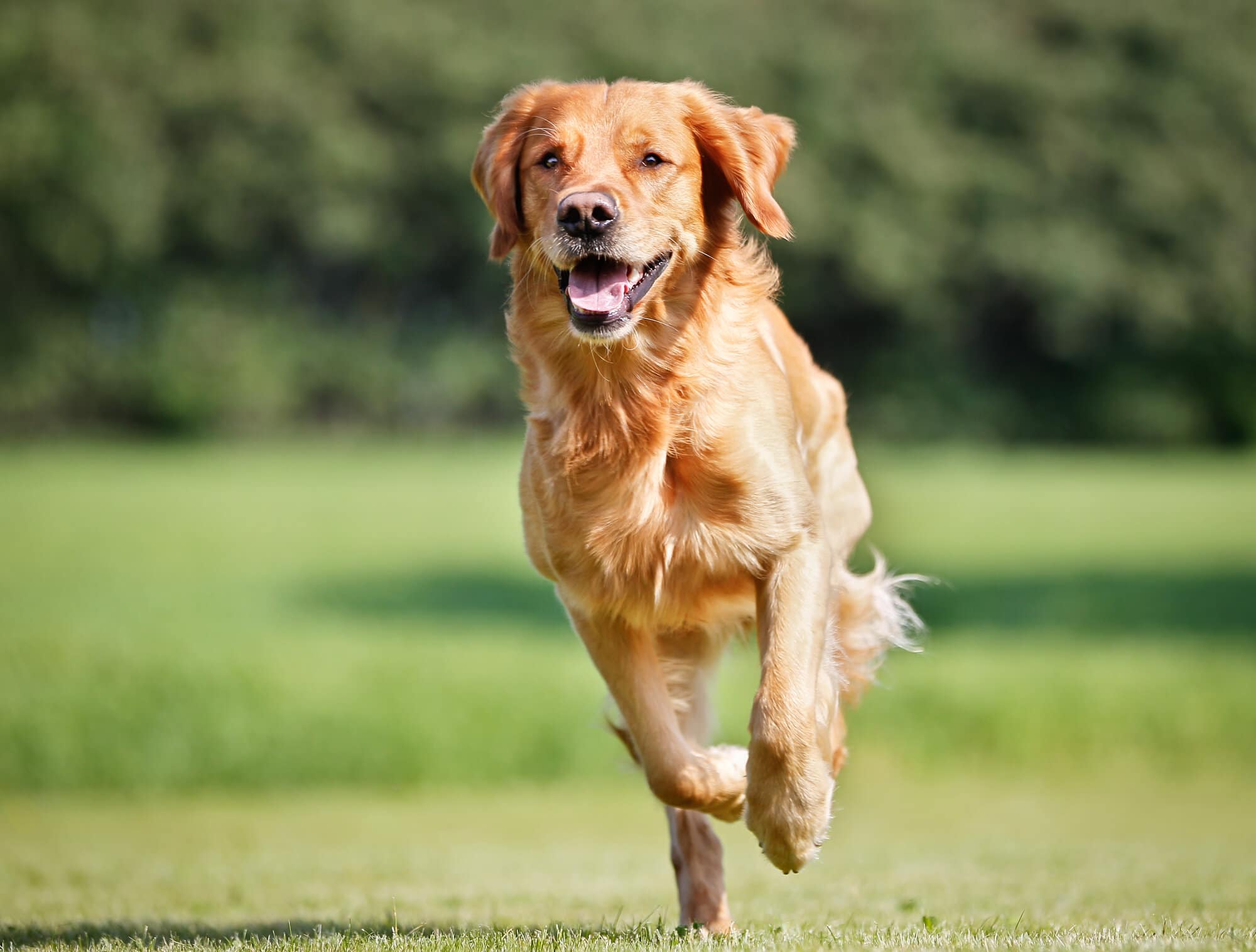 A Golden Retriever dog outdoors on a sunny day running through a grass field