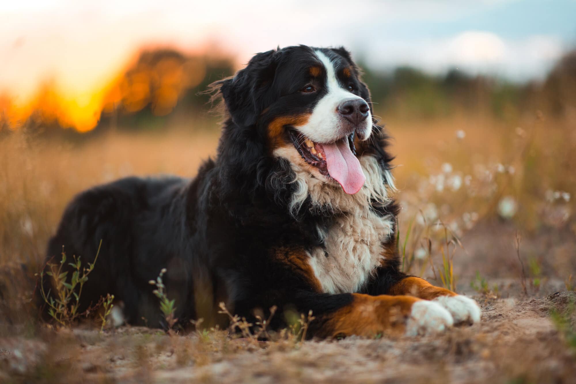 Portrait of a black, white, and brown bernese dog lying on sunny green field at sunset, with its tongue out looking away from the camera