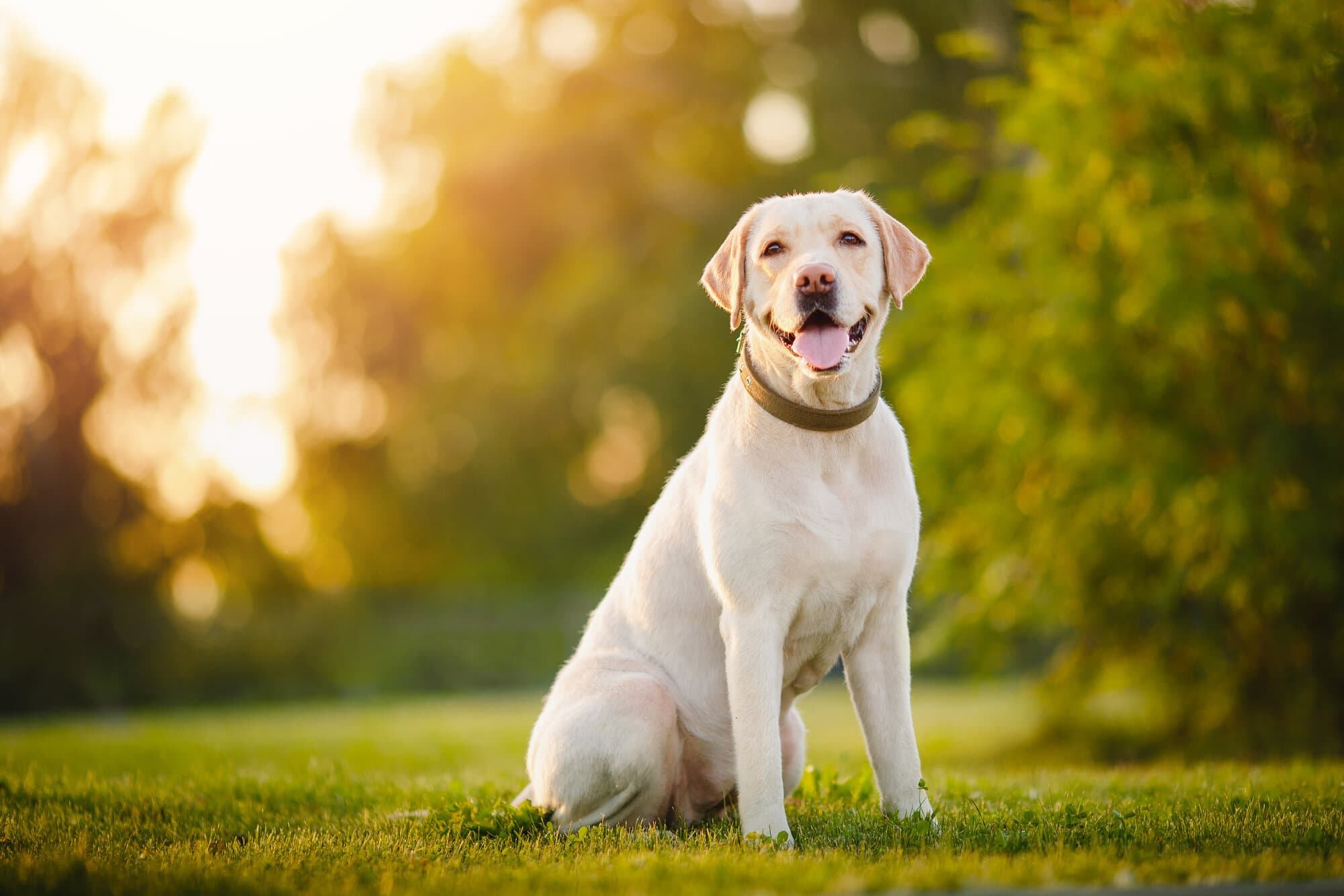 A Labrador retriever dog sitting outdoors in grass park on sunny day