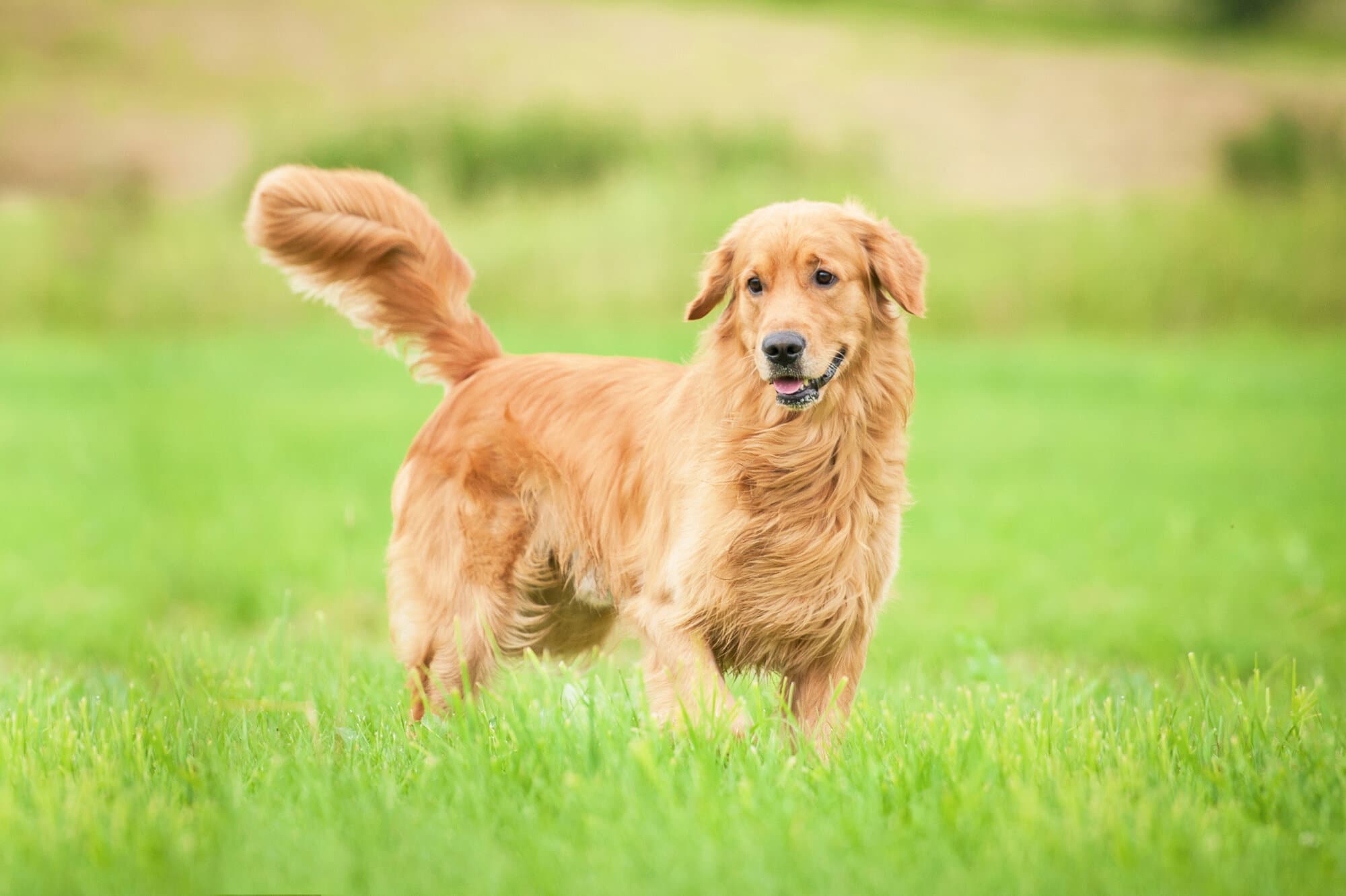 A golden retriever dog standing in a field of grass