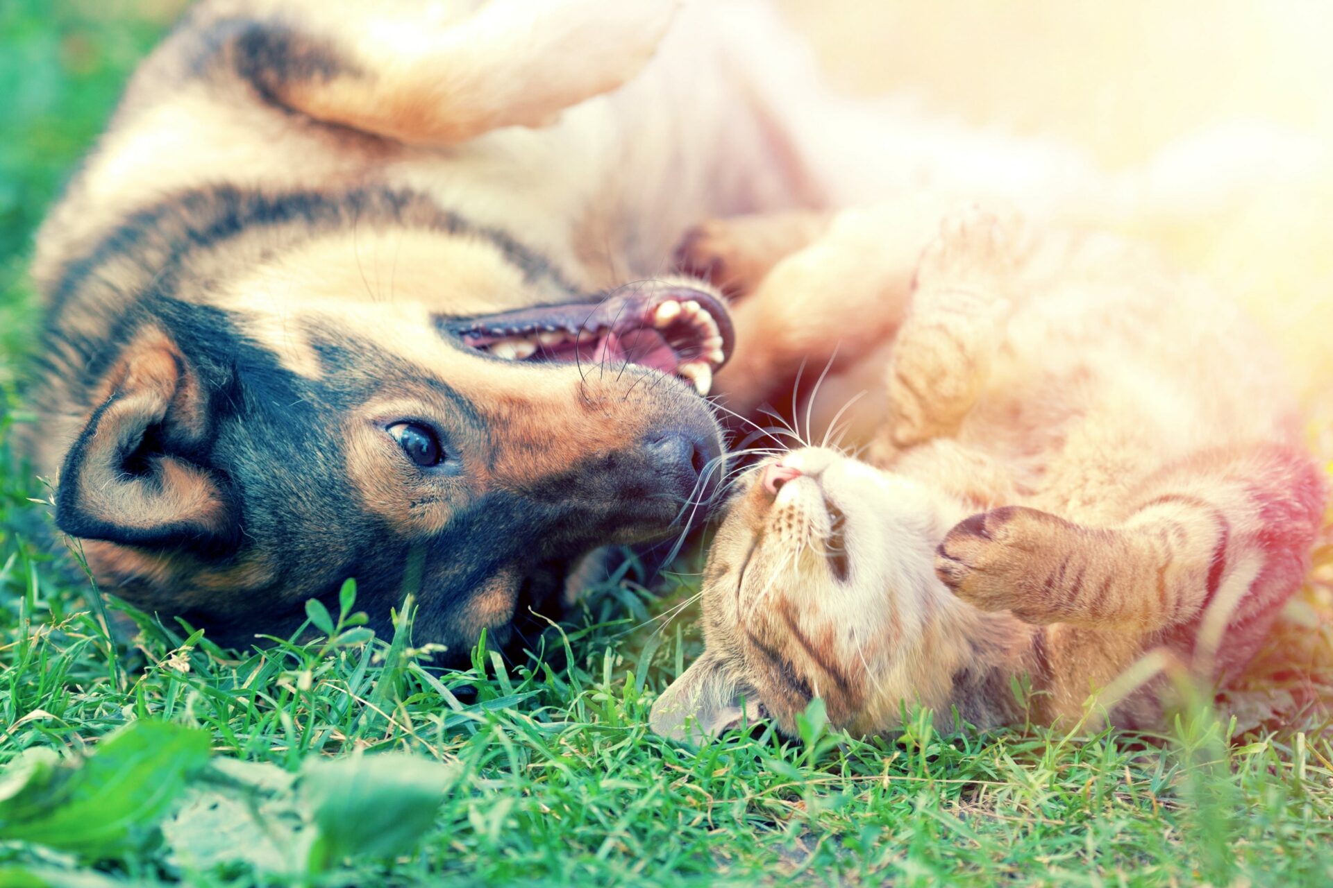 Dog and cat playing together on the grass at sunset