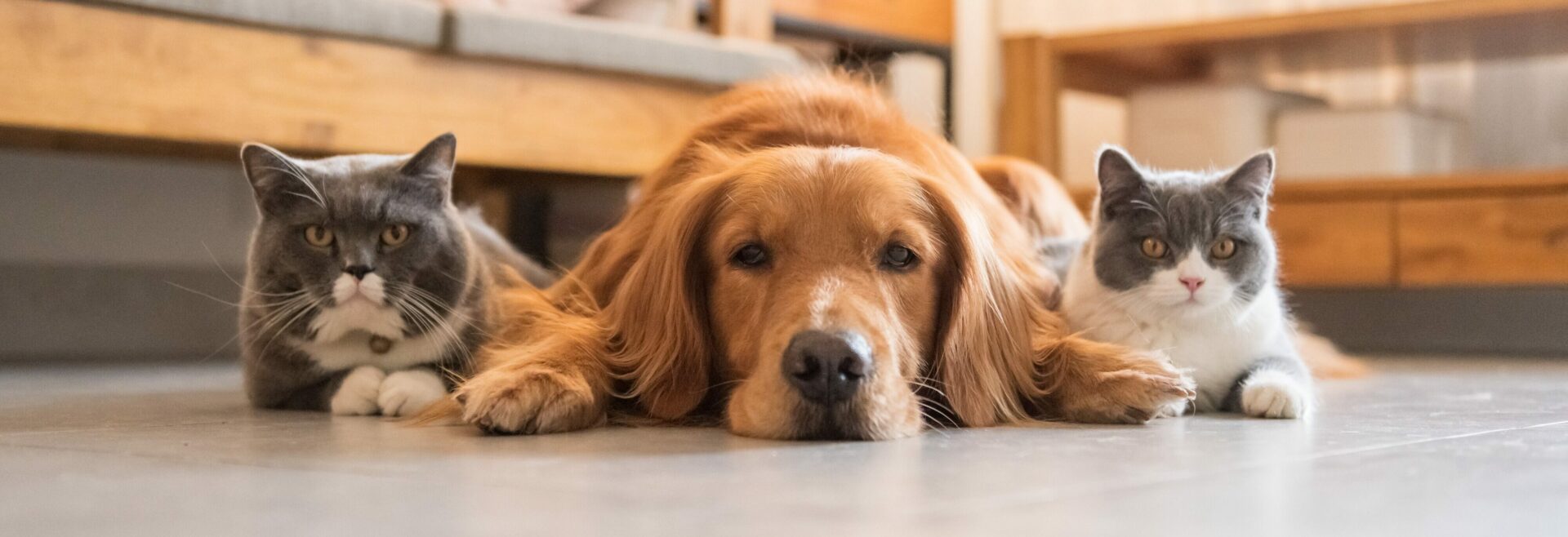 Golden Hound and British short-haired cat