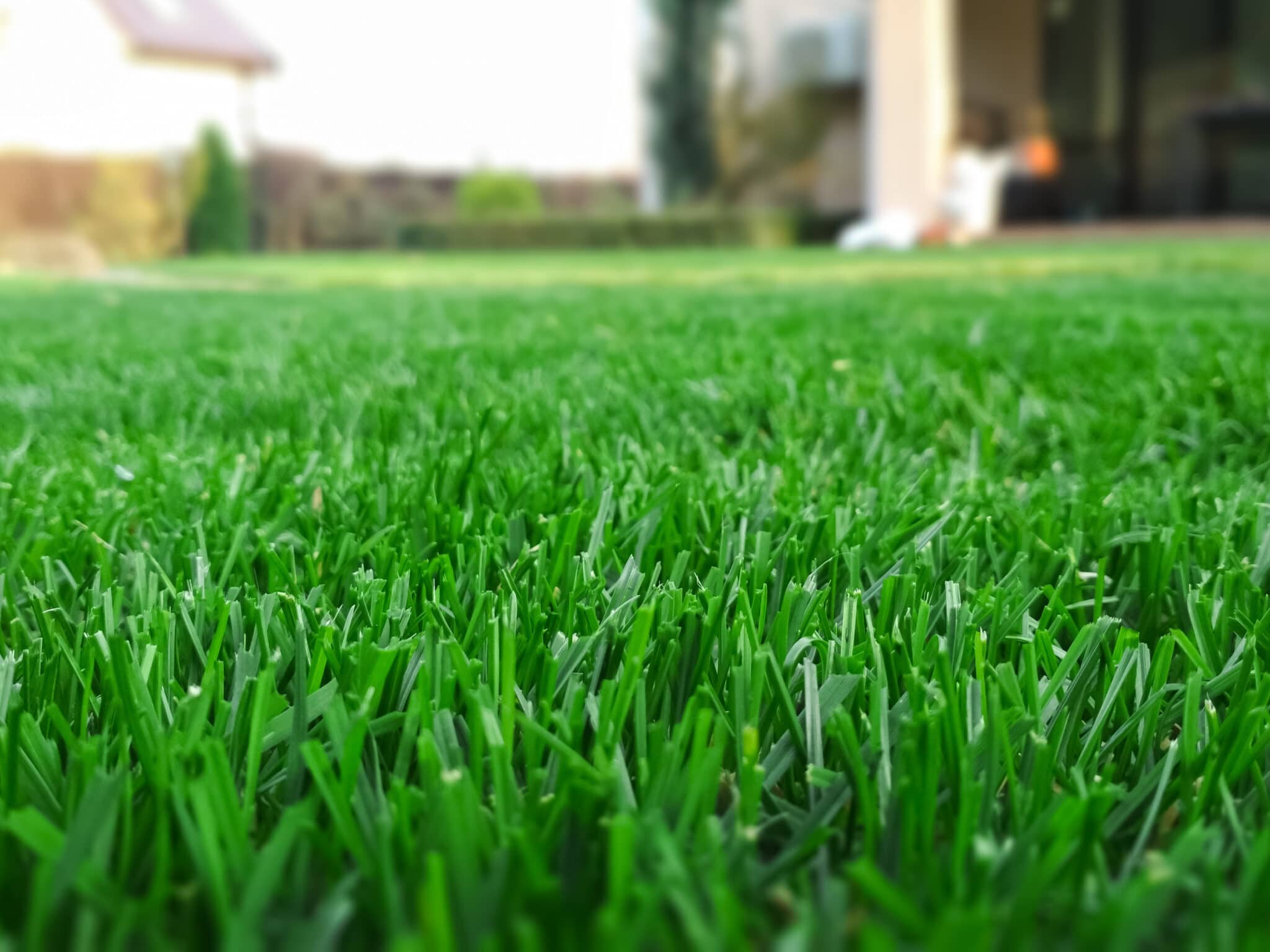 Spring season sunny lawn mowing in the garden.