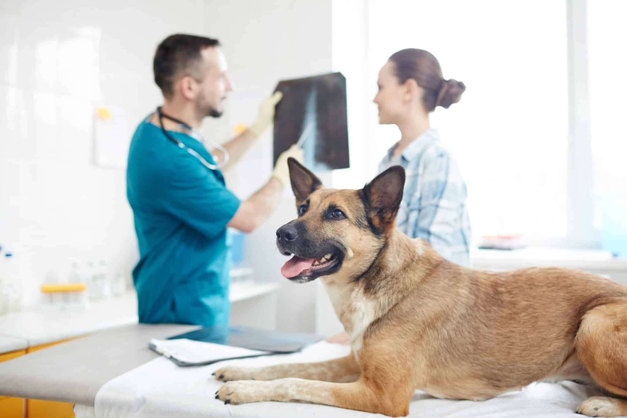German shepherd lying on medical table while vet commenting its x-ray image to owner