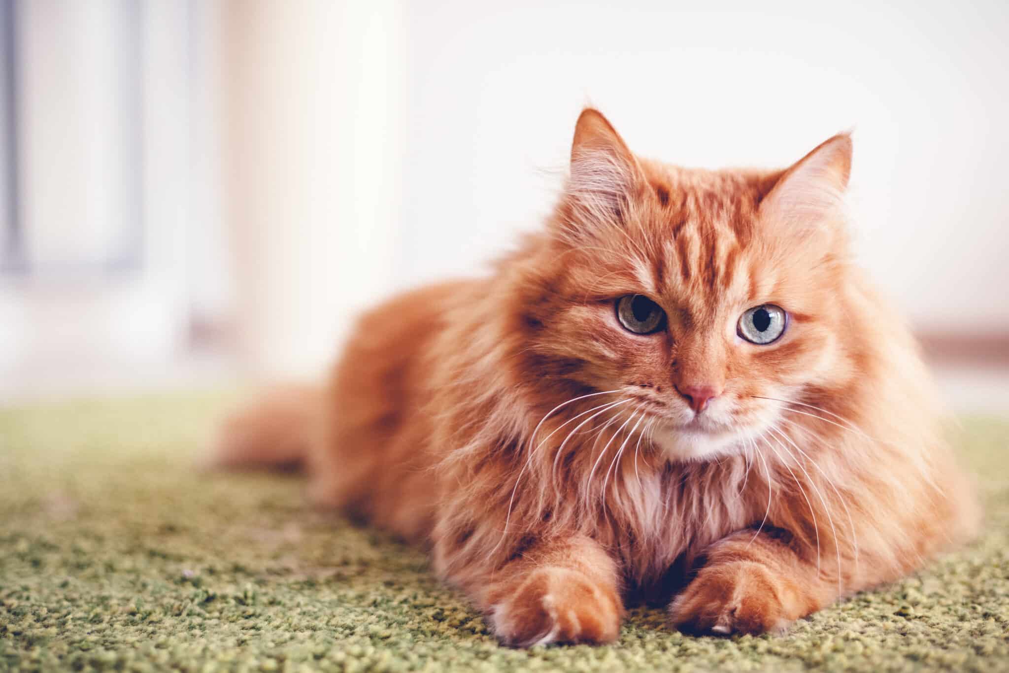 Portrait of a beautiful red fluffy cat with green eyes in the interior, pets