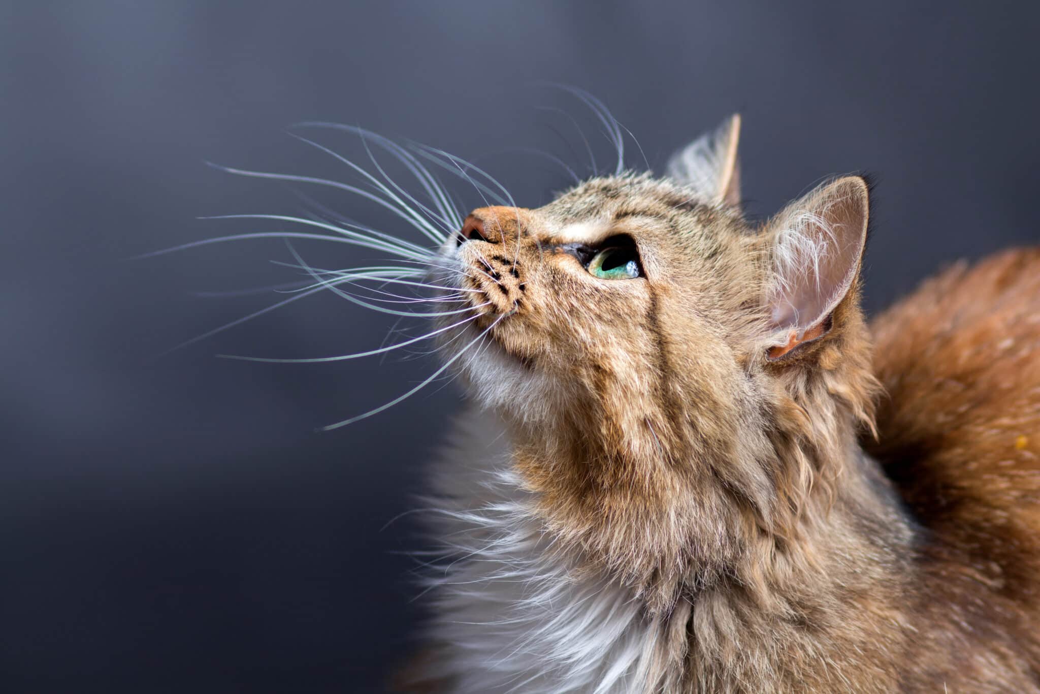 portrait of a beautiful cat