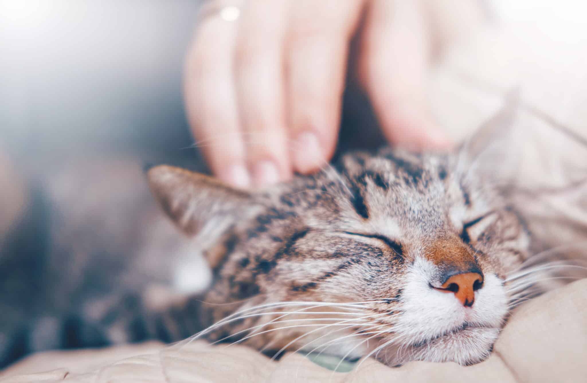 Cat being pet