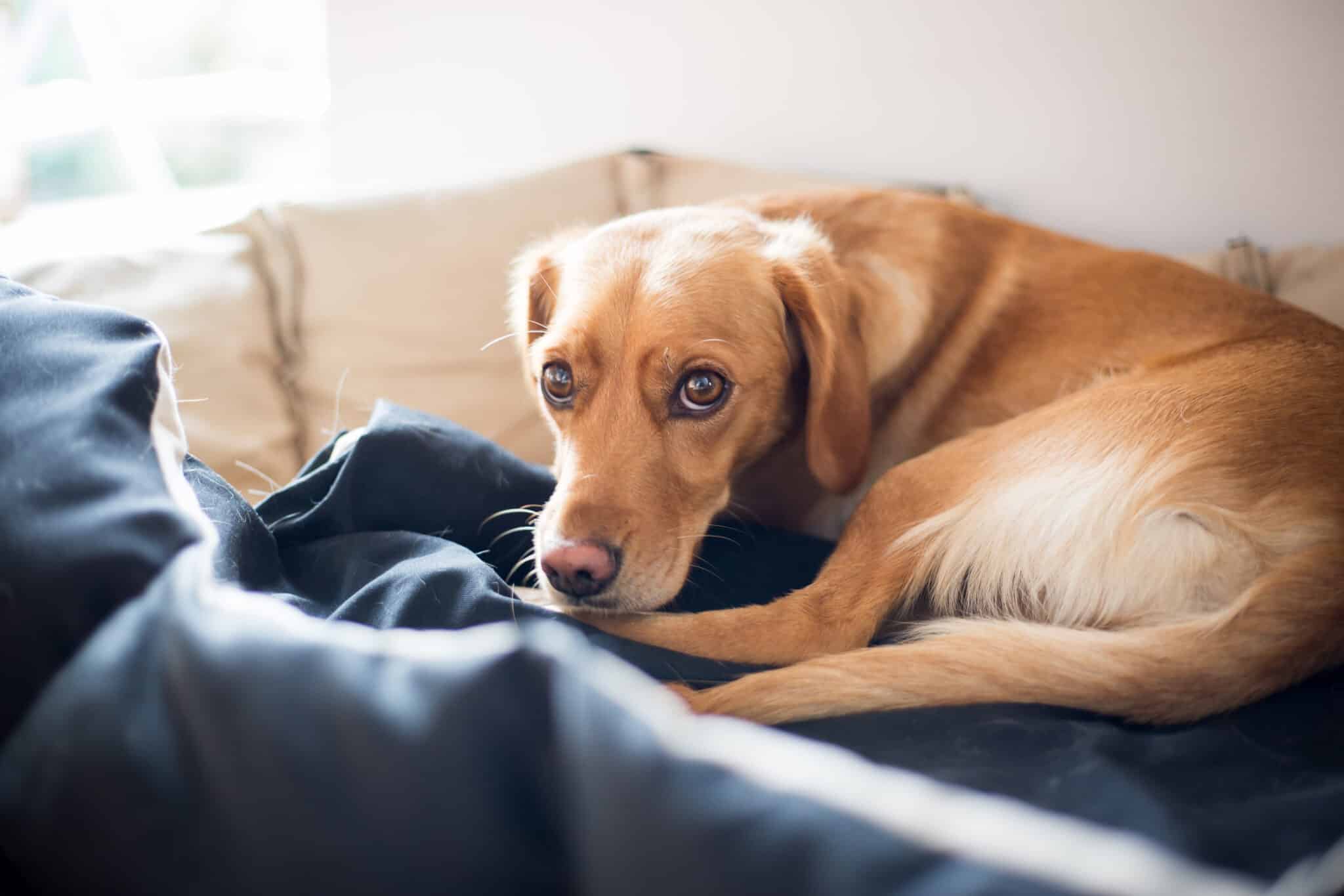 Sick dog rests in the pelvis after surgery, looking tired