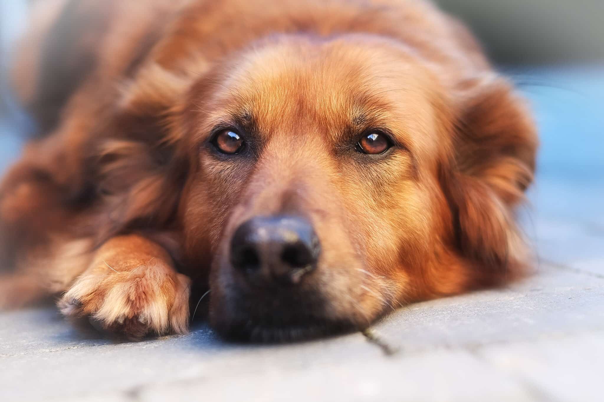Relaxed mixed-breed dog looking directly at the camera.