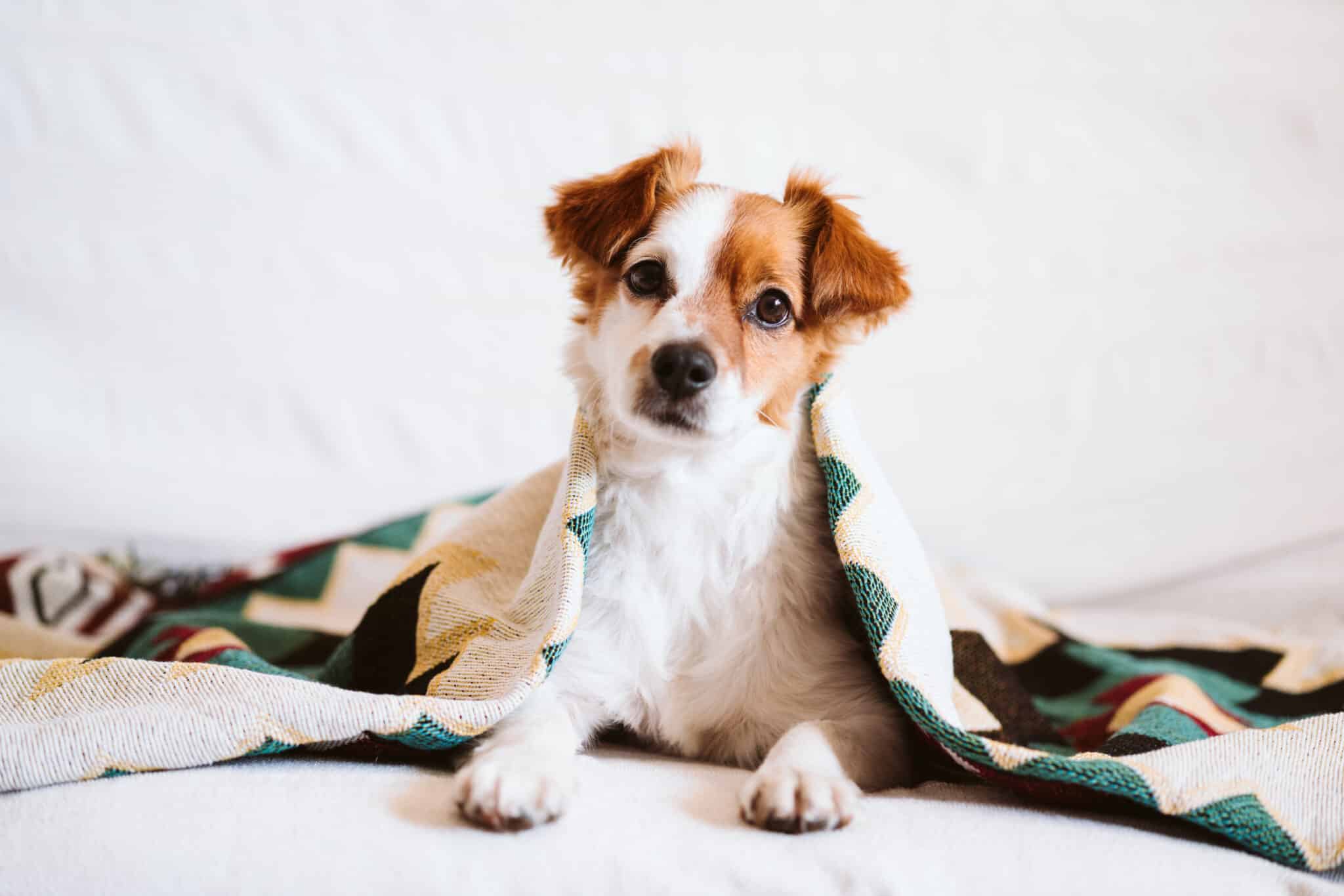 cute jack russell dog covered with ethnic blanket sitting on the couch at home. Lifestyle indoors