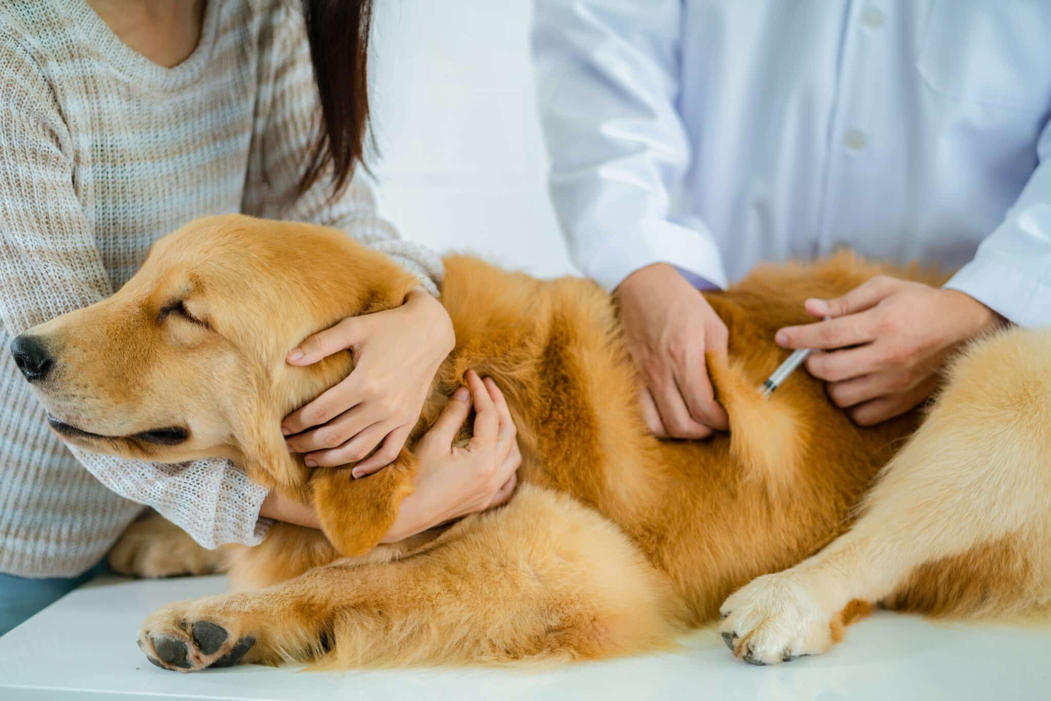 Sick golden retriever dog get a shot by doctor
