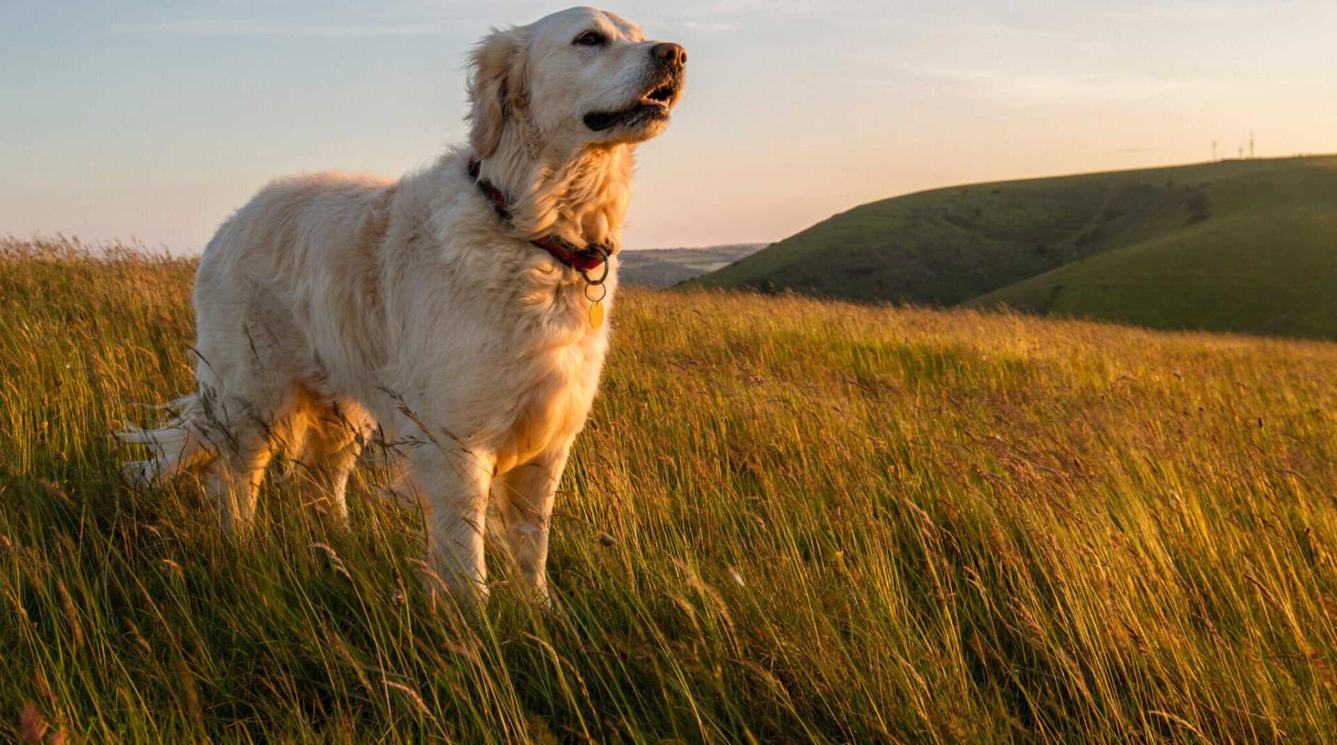 pet retriever on hill in evening sun