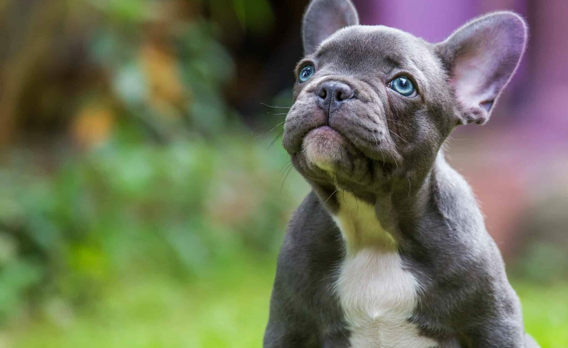 french bulldog in a yard