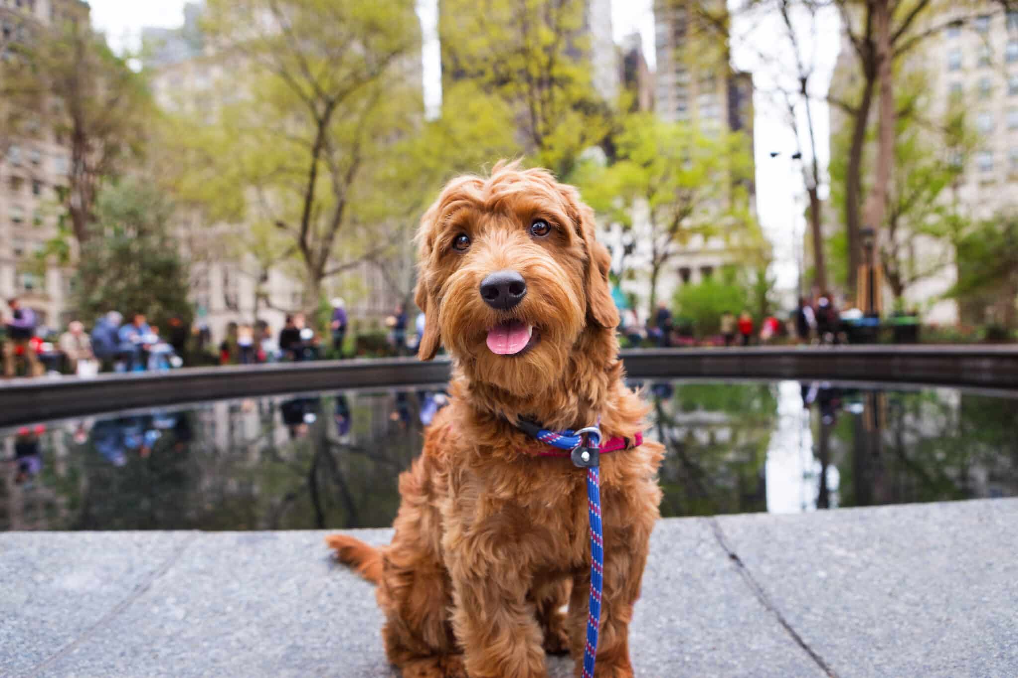 Miniature Golden doodle sitting near park fountain looking at camera