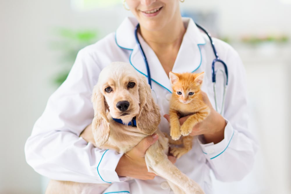 orange cat and cocker spaniel held by a veterinarian