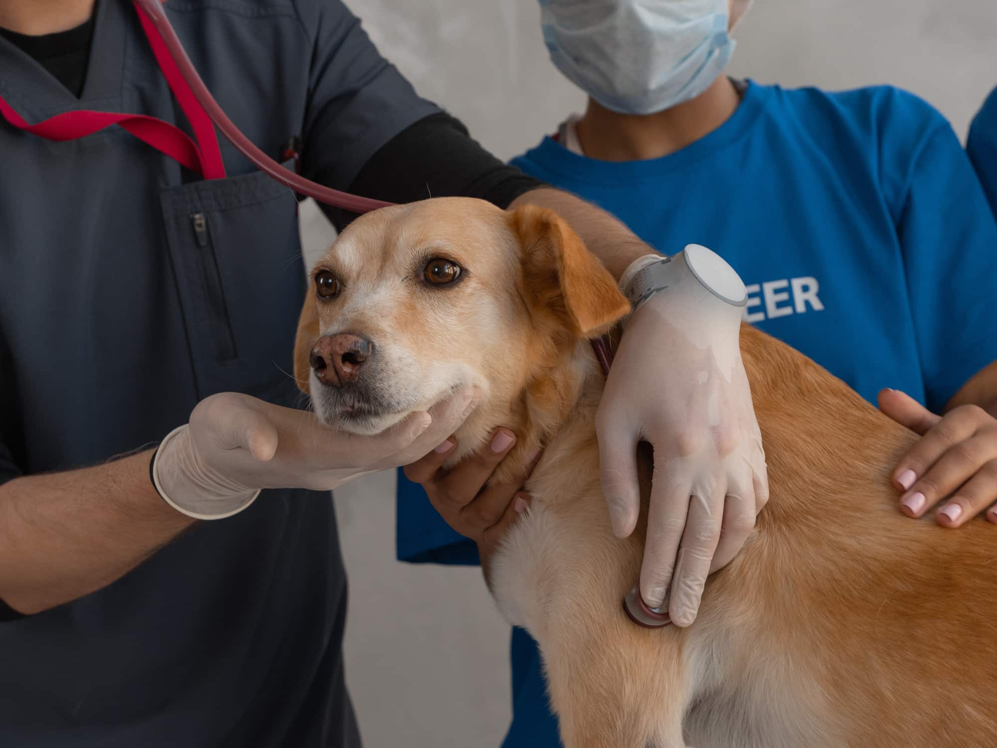 Doctor Checking on a Dog
