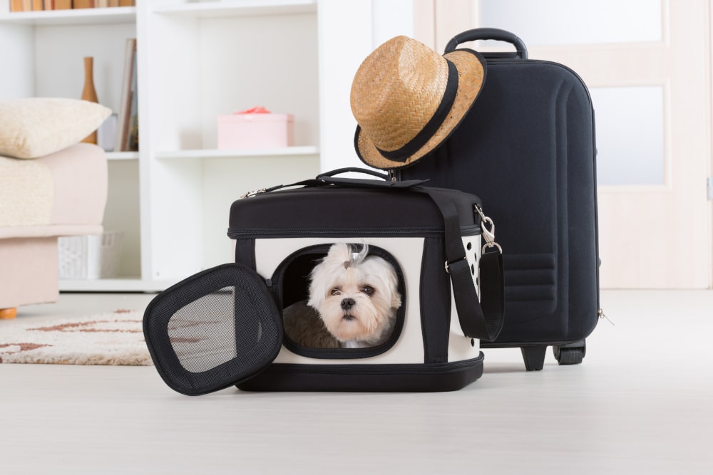 dog waiting for a trip