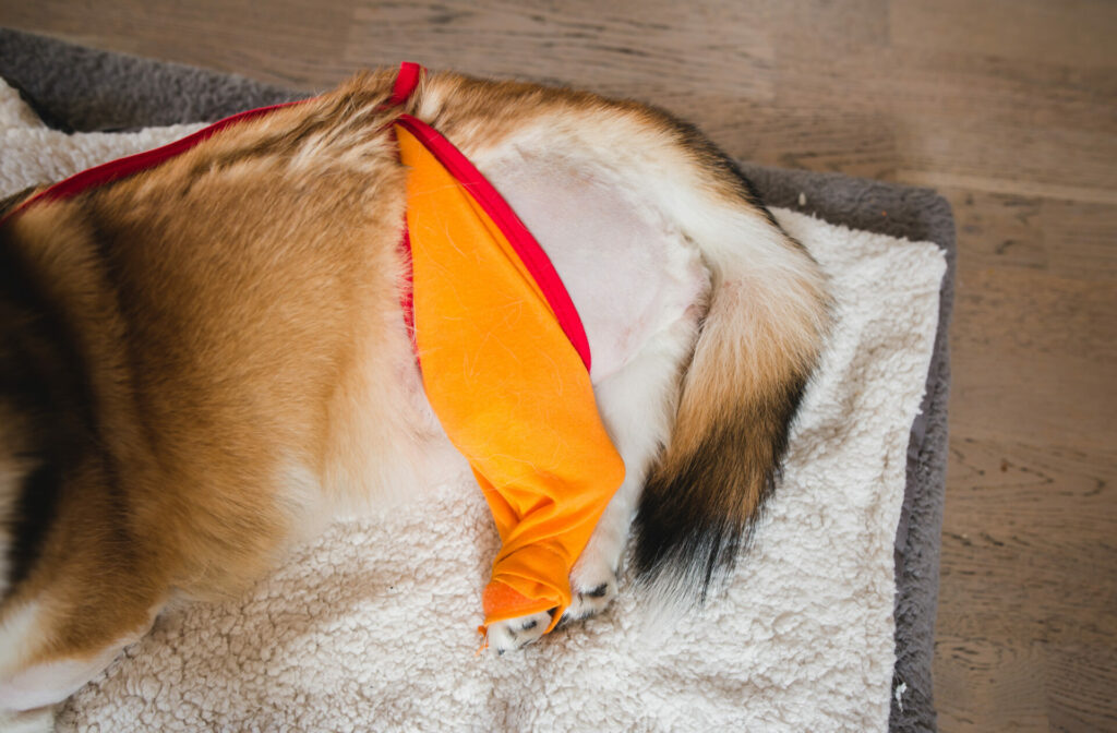 Qelsh Corgi Pembroke dog after a CCL surgery, TPLO (tibia plateau leveling osteotomy)