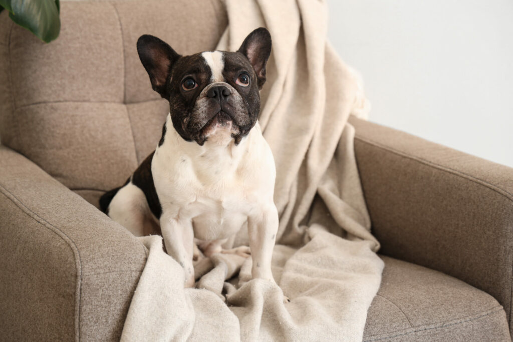 Cute black and white French Bulldog at home sitting on an accent chair with beige blanket