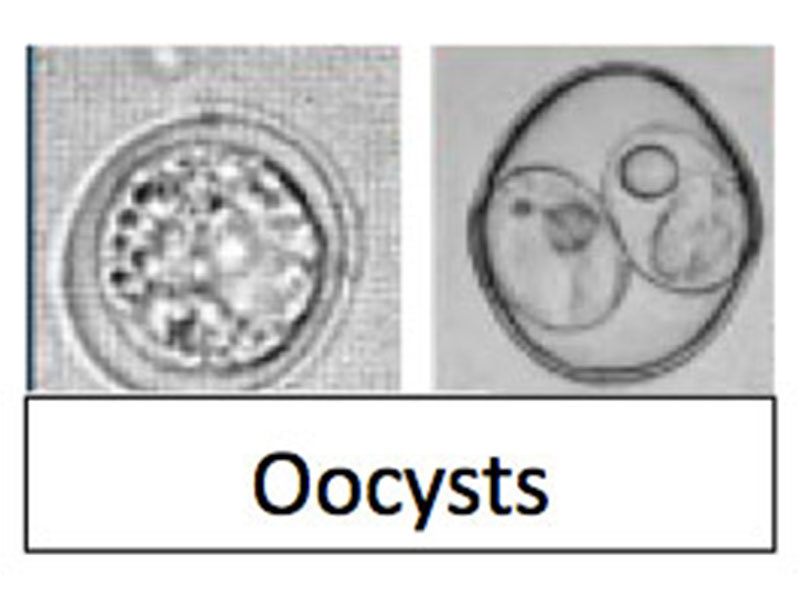 800X600 Toxoplama Oocysts