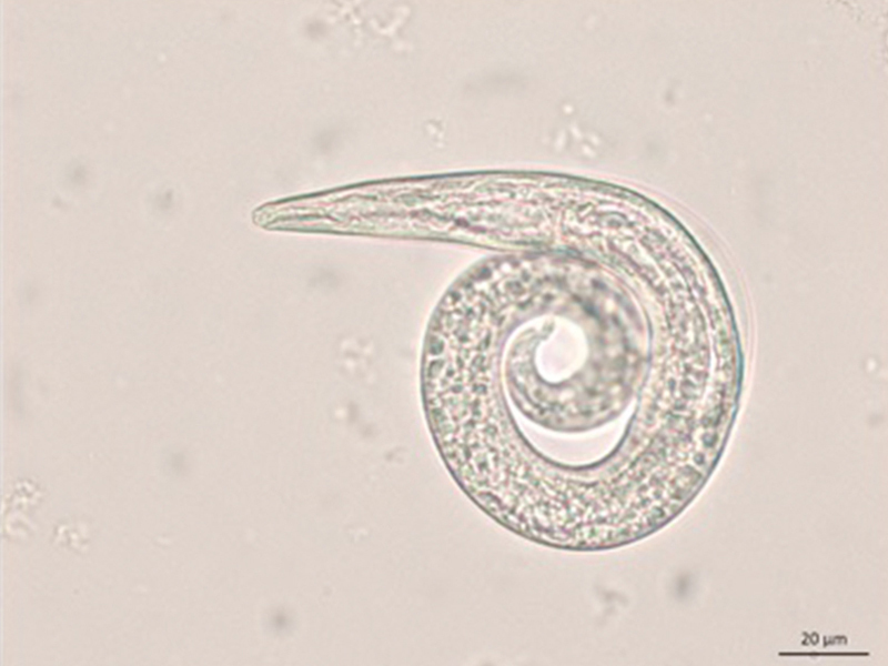 800X600 Aelurostongylus Abstrusus