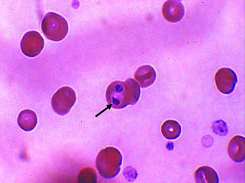 800X600 Babesia Canis Within Red Blood Cell