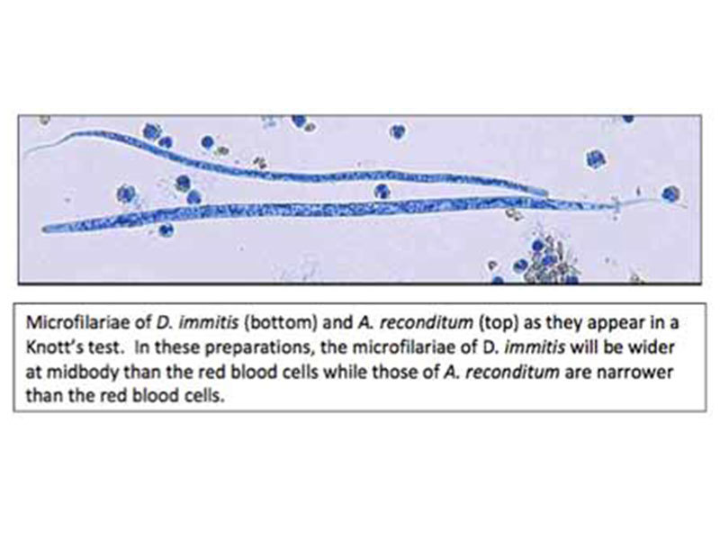 800X600 Heartworm Canine Microfilariae