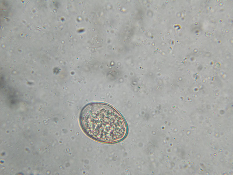 800X600 Spirometra Mansonoides Cat Fecal Flotation