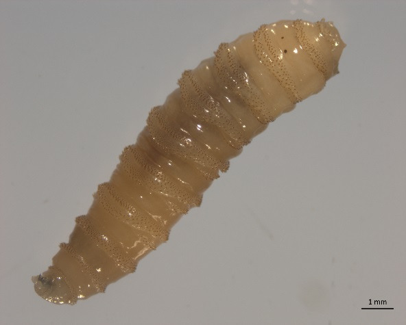 Cochliomyia Hominivorax 3rd Instar Larva