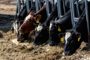 Dairy farmer Brent Pollard in Rockford