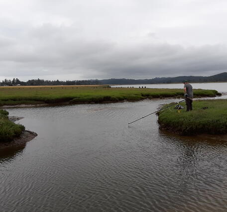 Sampling for European green crab eDNA