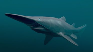 Goblin Shark: Key Facts, Lifespan, Habitat and Information